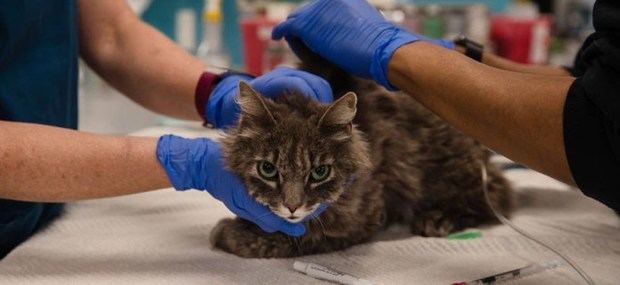 Un primer caso documentado en Francia de un gato contaminado por la COVID-19, probablemente por sus propietarios.