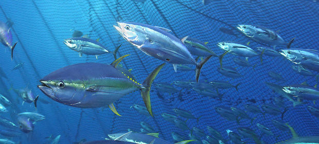 Banco de atún en el Mediterráneo.
