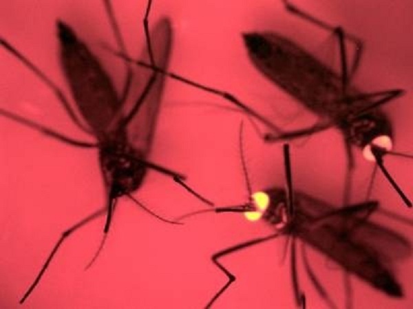 Investigación de mosquitos transgénicos