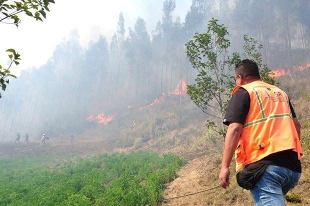 Bomberos trabajan en la extinción de un incendio forestal en Constanza.