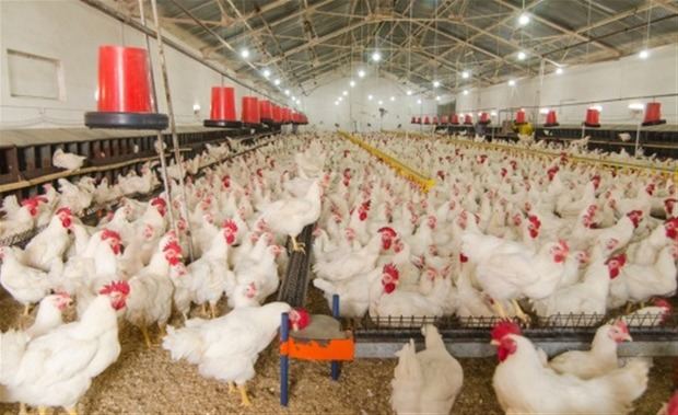 PRM dice importaciones de pollos causan daño a los productores nacionales.