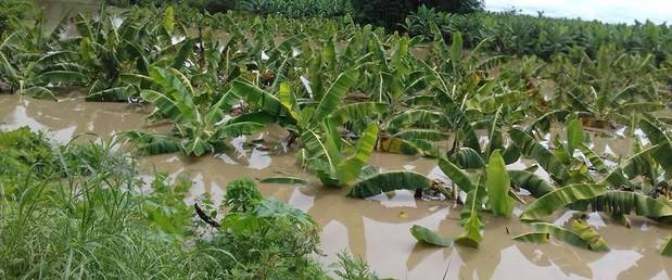 Plantaciones afectadas por las lluvias. 