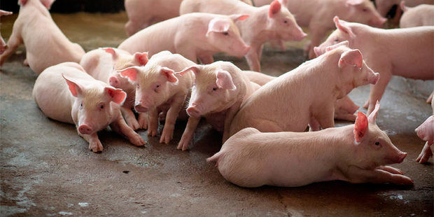 Agricultura da por controlada la peste porcina y garantiza carne de cerdo.