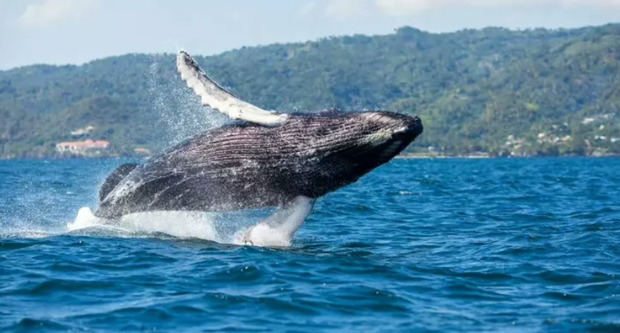 Samaná se prepara para el espectáculo natural de Ballenas Jorobadas