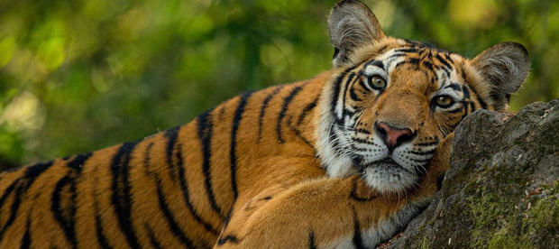 Un tigre en el Parque Nacional de Bandhavgarh, India.