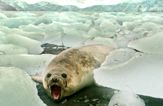 En la imagen de archivo, un elefante marino hembra (Mirounga leonina) se mueve entre trozos de hielo desprendidos de un glaciar.