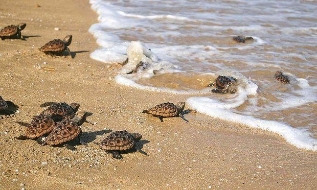 Medio Ambiente libera tres de estas especies de tortugas en playa de Güibia.