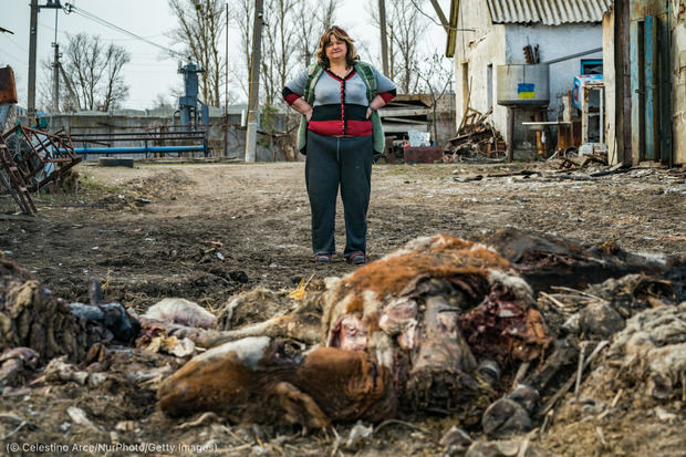 Una agricultora de Járkov (Ucrania), observa el ganado muerto luego del bombardeo de los militares rusos. La guerra del presidente ruso Vladimir Putin está destruyendo las granjas agrícolas de Ucrania, provocando convulsiones en el mercado global de alimentos.
