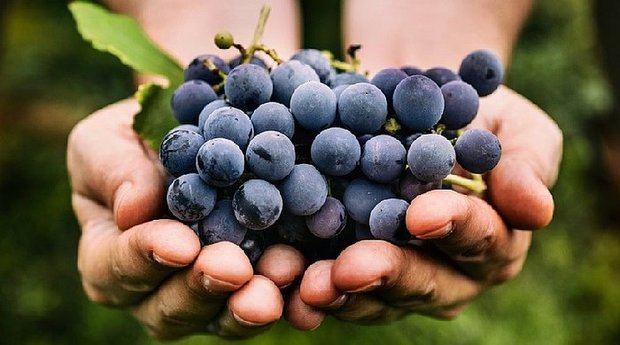 La piel de las uvas puede ayudar con la reducción de la grasa 