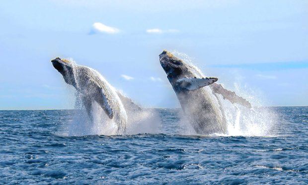 Avistamiento de ballenas.